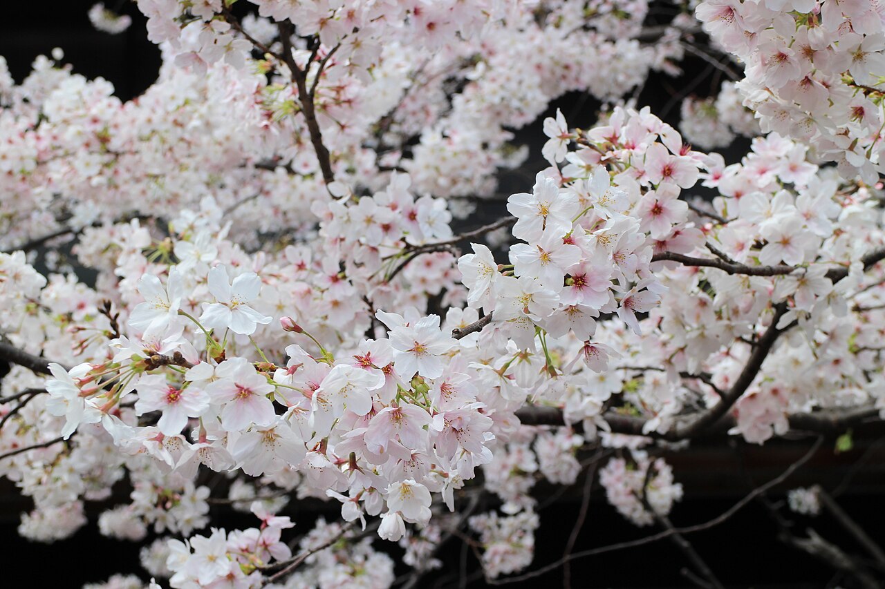 Cherry blossom in Nakameguro 20230330-1