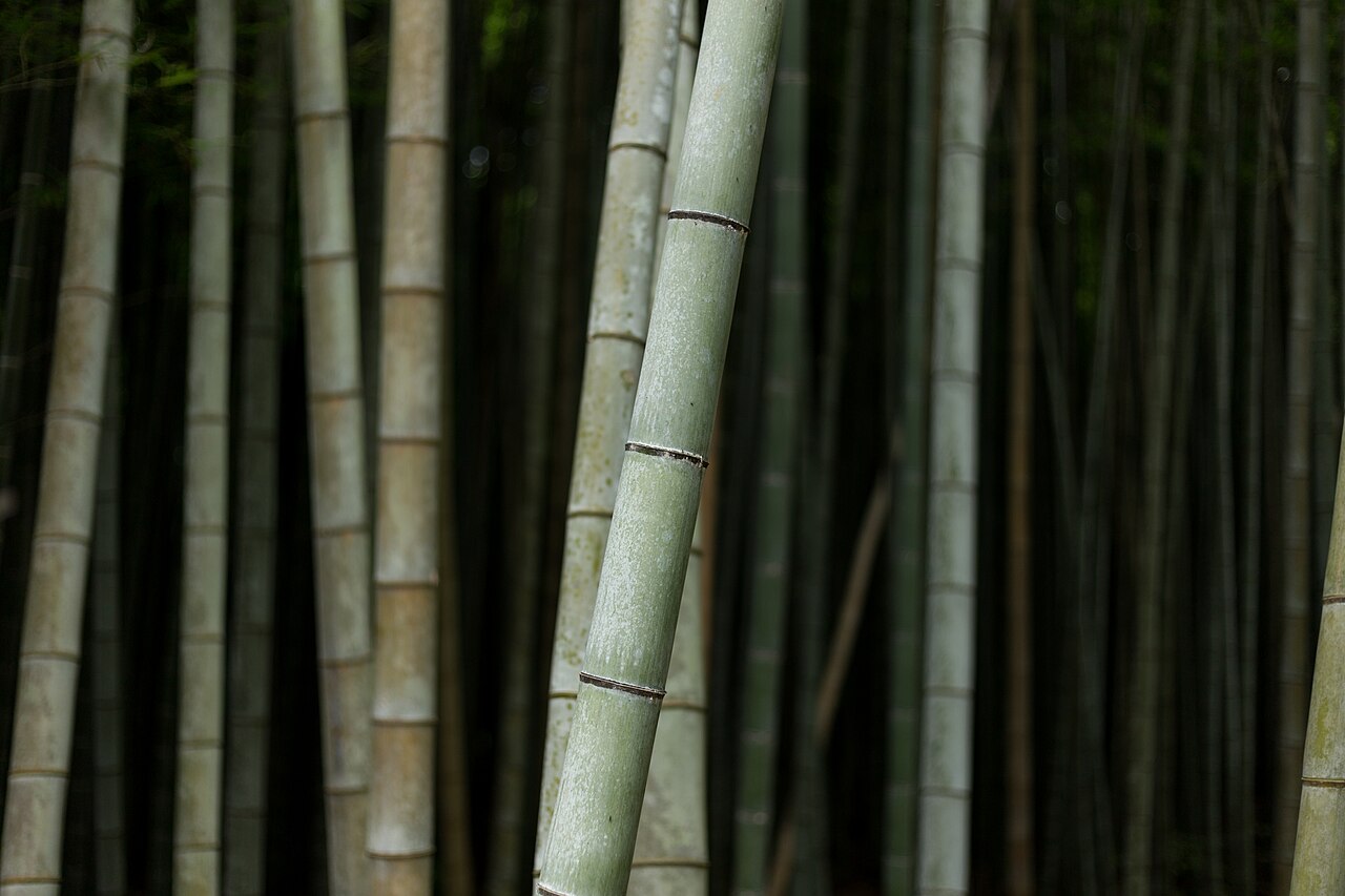 Arashiyama Bamboo Grove (Unsplash)